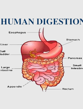Stomach Diseases